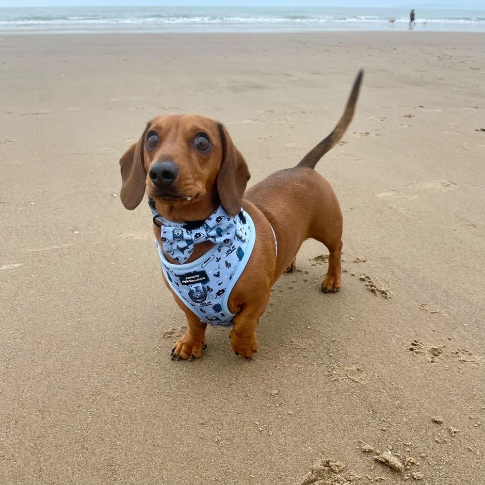 Bow Tie - Reuben's Roadtrip