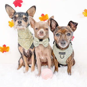 Bow Tie - Country Thyme