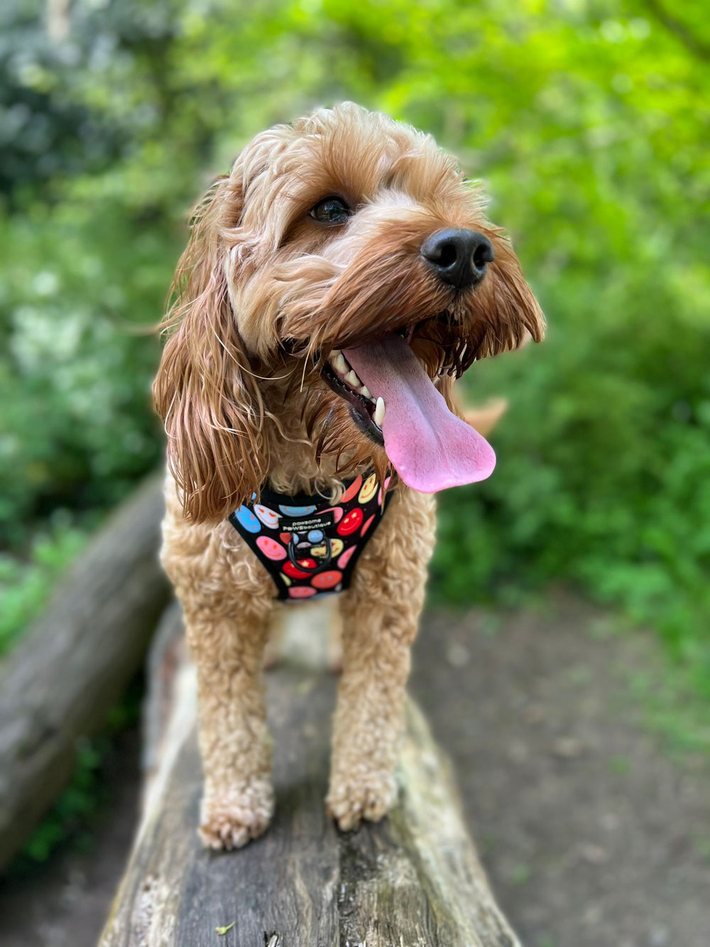 Adjustable Harness – Be Happy - Charity Collection