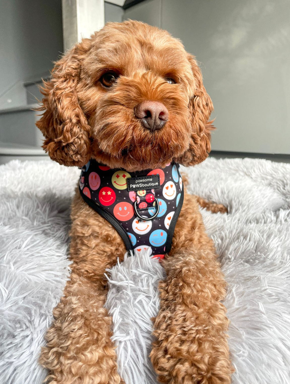 Adjustable Harness – Be Happy - Charity Collection