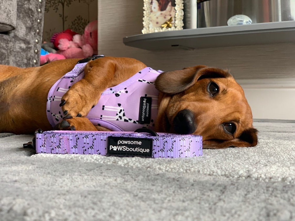 Adjustable Harness - Georgina The Giraffe