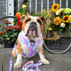 Lead - PPB Pastel Swirl