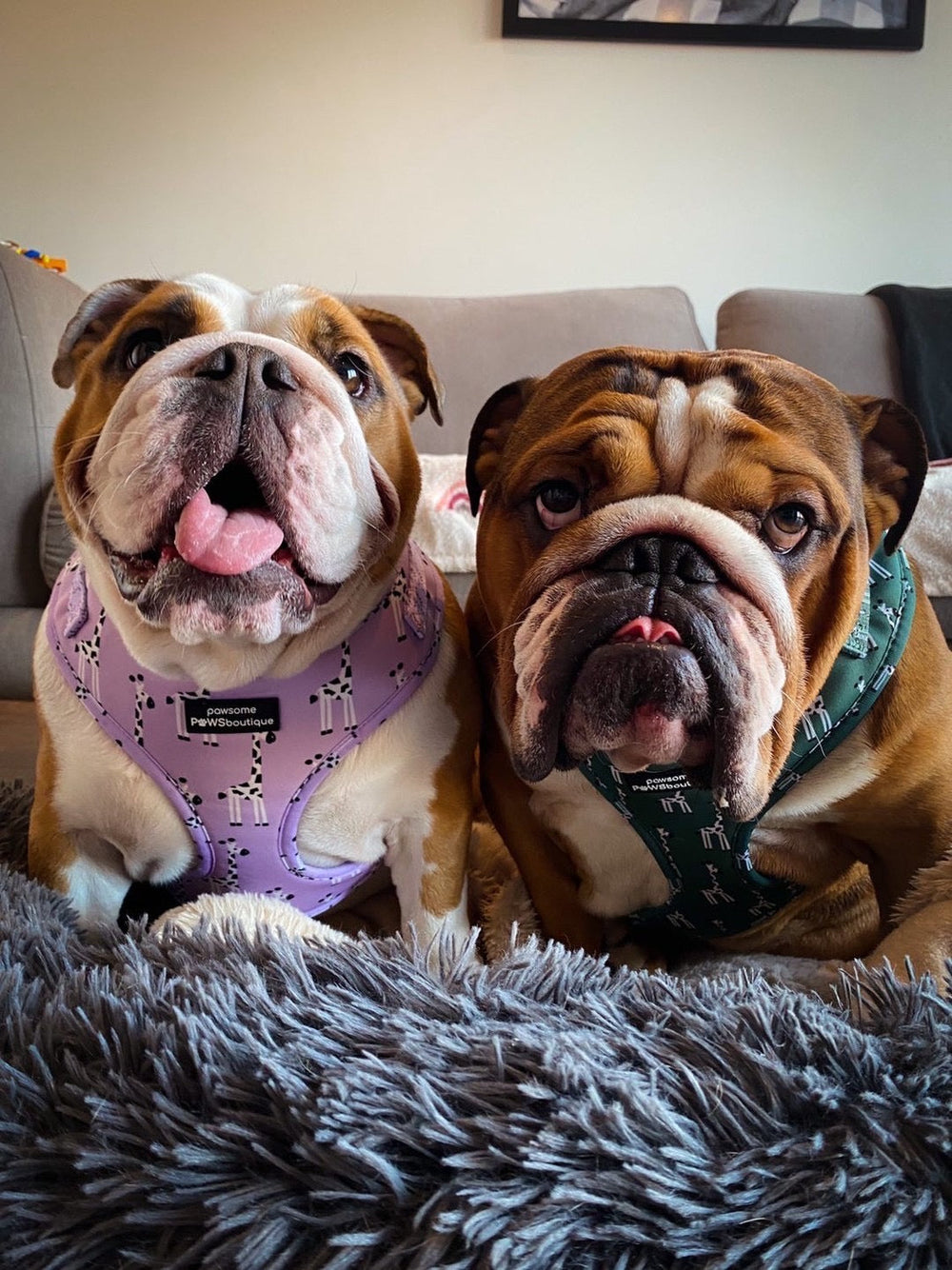 Adjustable Harness - Georgina The Giraffe