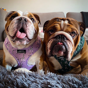 Adjustable Harness - Georgina The Giraffe