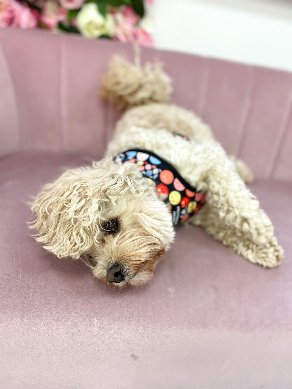 Adjustable Harness – Be Happy - Charity Collection