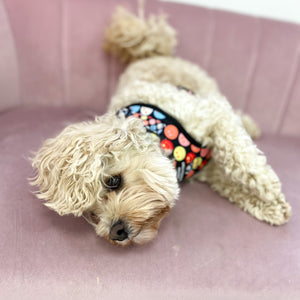 Adjustable Harness – Be Happy - Charity Collection