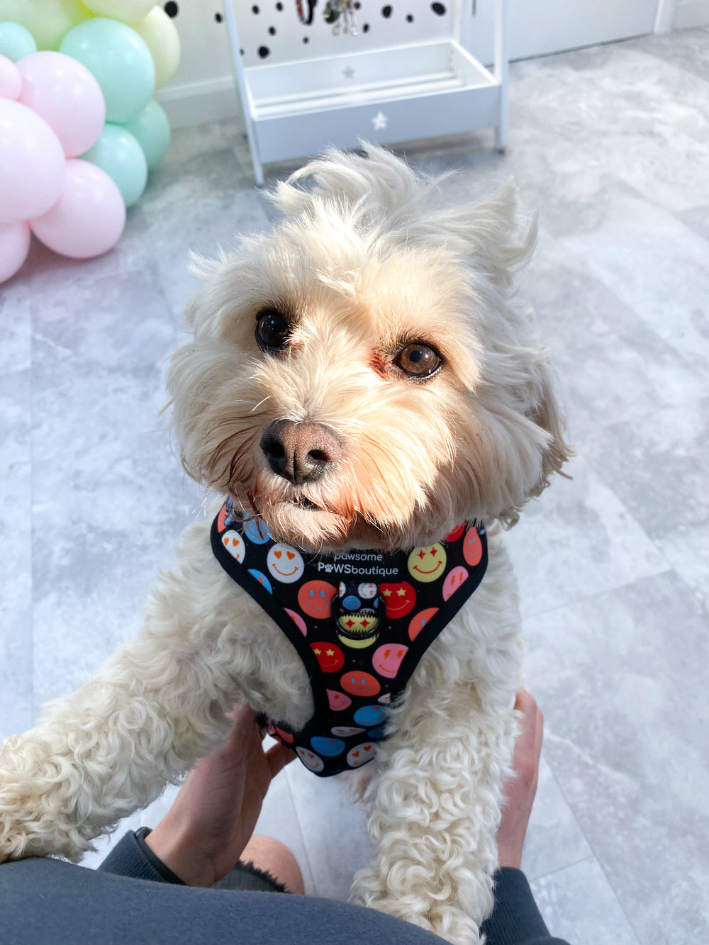 Adjustable Harness – Be Happy - Charity Collection