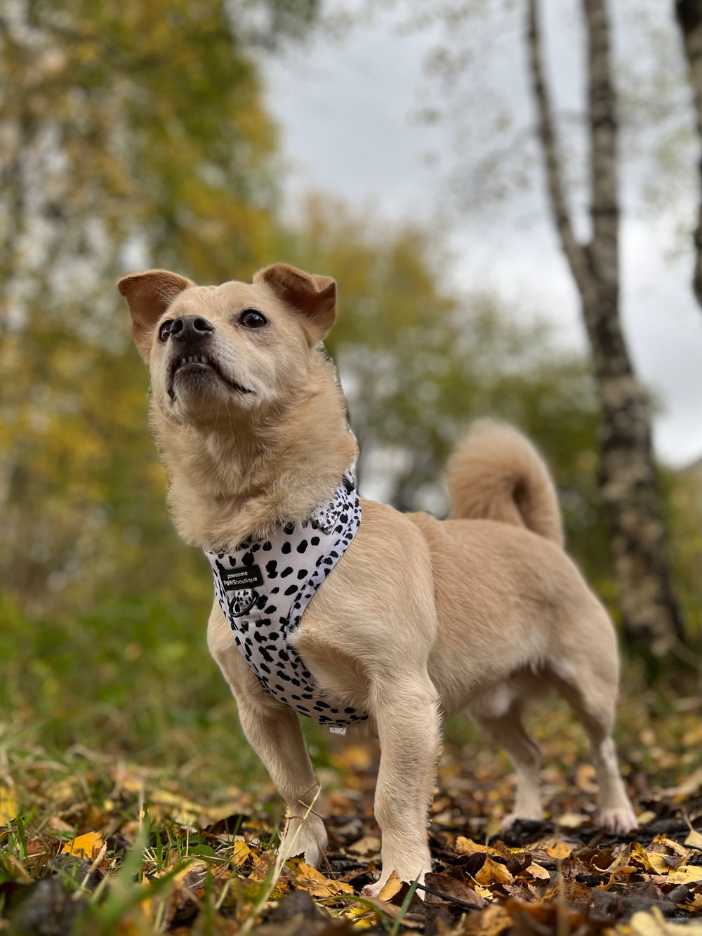 Adjustable Harness – Perdita