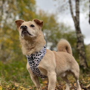 Adjustable Harness – Perdita