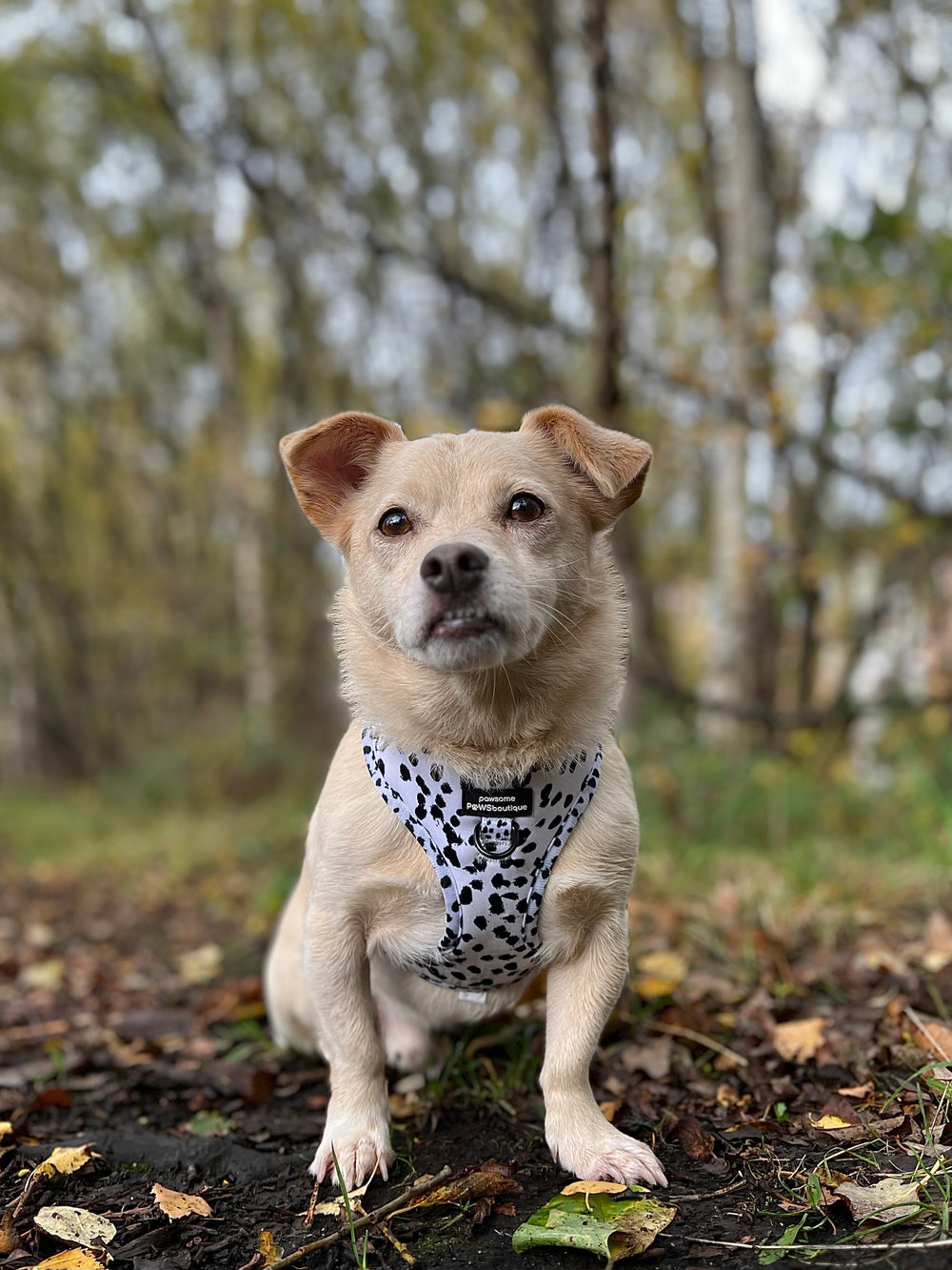 Adjustable Harness – Perdita