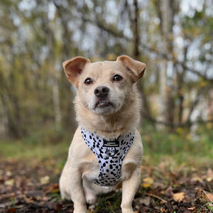 Adjustable Harness – Perdita