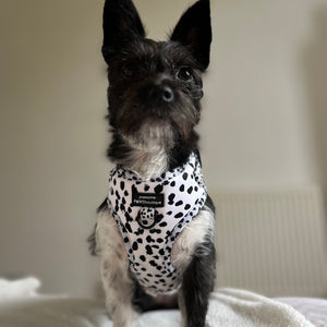 Adjustable Harness – Perdita