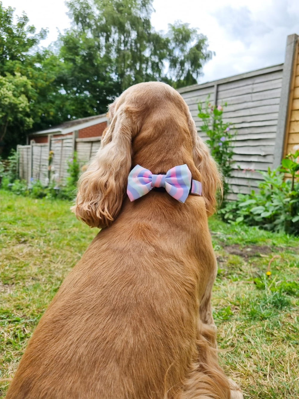Bow Tie - PPB Pastel Swirl