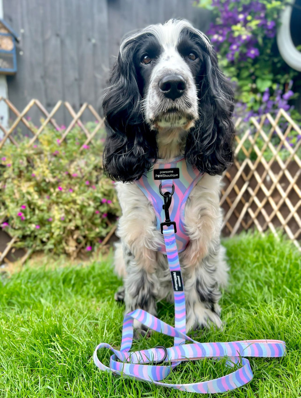 Lead - PPB Pastel Swirl