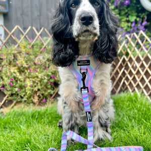 Lead - PPB Pastel Swirl