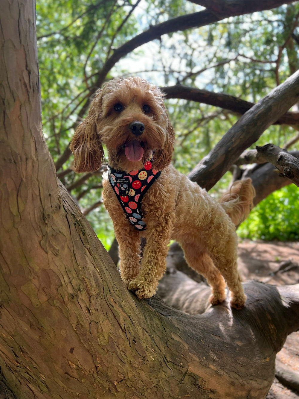 Adjustable Harness – Be Happy - Charity Collection