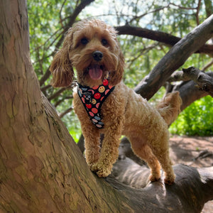 Adjustable Harness – Be Happy - Charity Collection