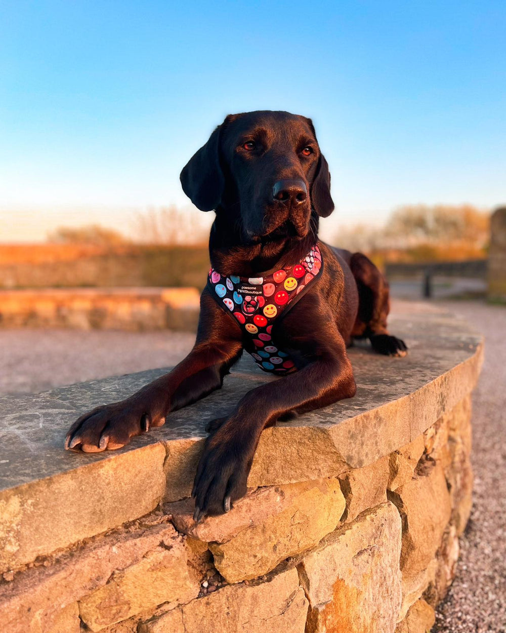 Adjustable Harness – Be Happy - Charity Collection