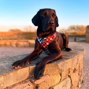 Adjustable Harness – Be Happy - Charity Collection