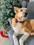 Collar - Country Burgundy