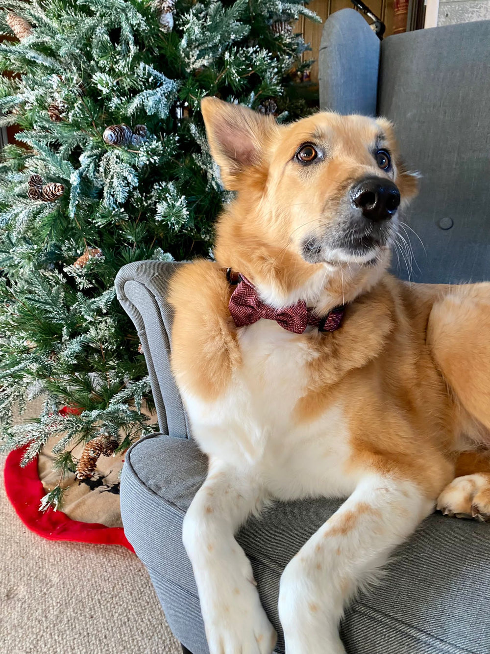 Collar - Country Burgundy
