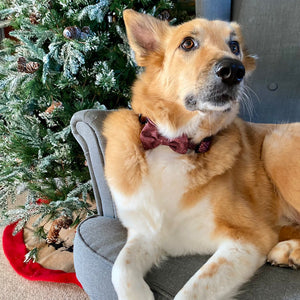 Collar - Country Burgundy