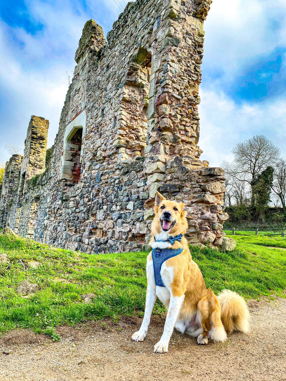 Collar - Country Teal