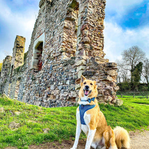Collar - Country Teal