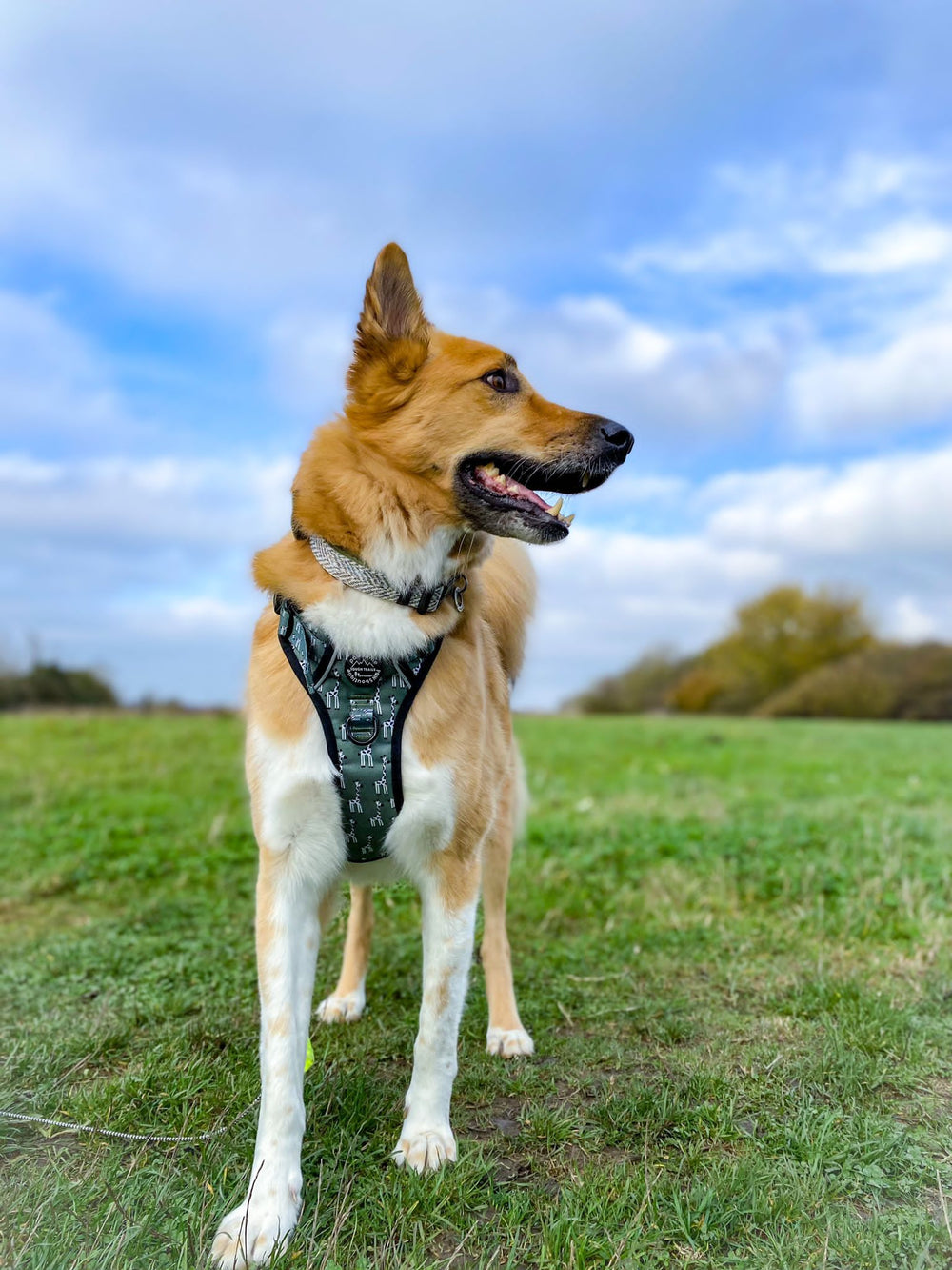 Collar - Country Thyme