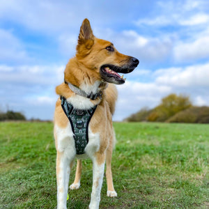 Collar - Country Thyme