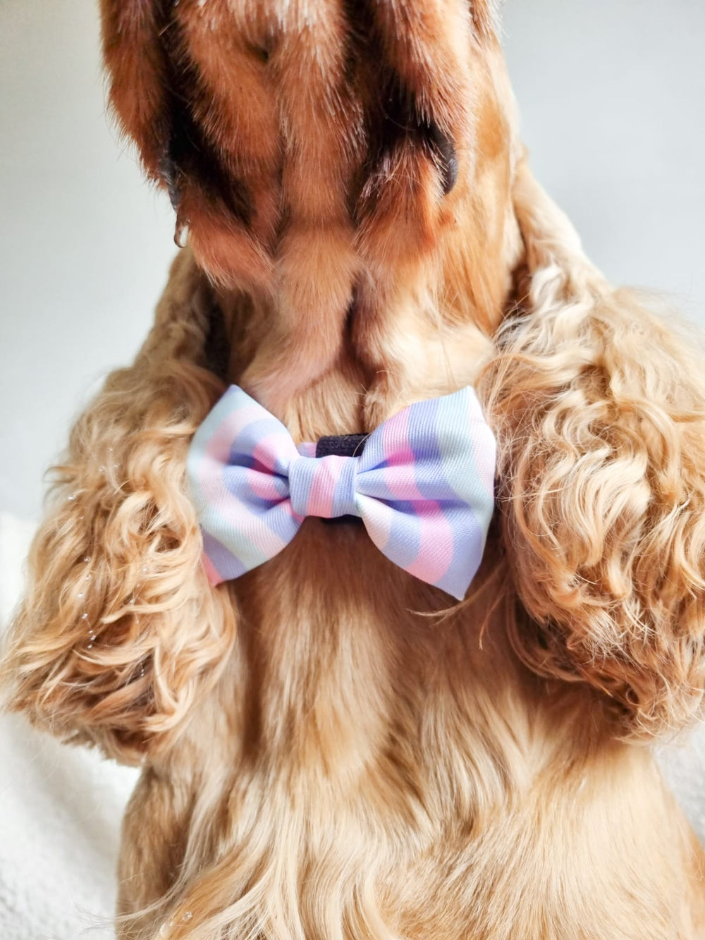 Bow Tie - PPB Pastel Swirl