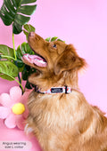 Collar - Chilli Dog