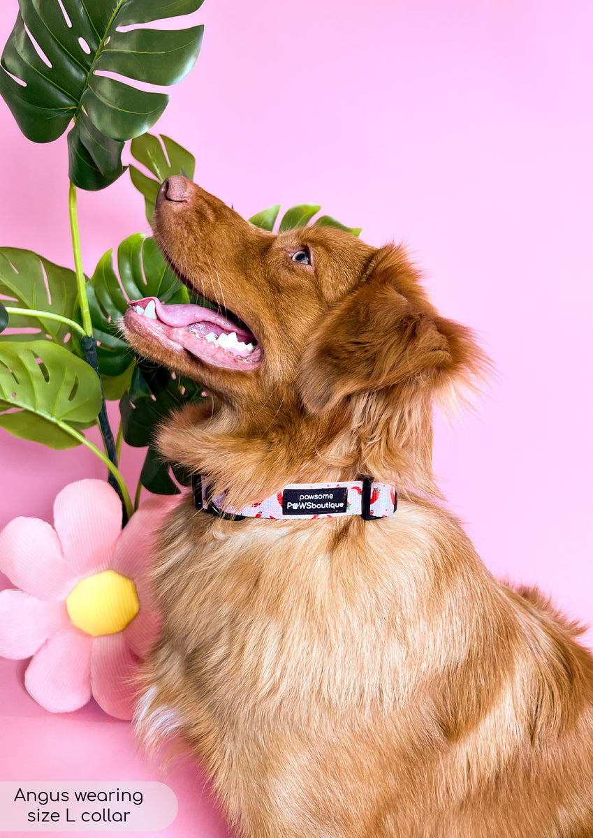 Chilli Colla Collar - Chilli Dog – Pawsome Paws Boutique