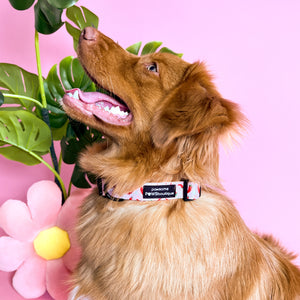 Collar - Chilli Dog