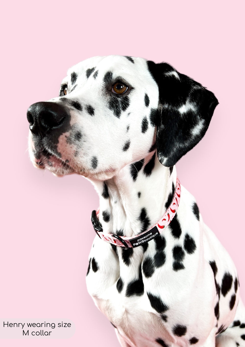 Collar - Chilli Dog