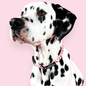 Collar - Chilli Dog