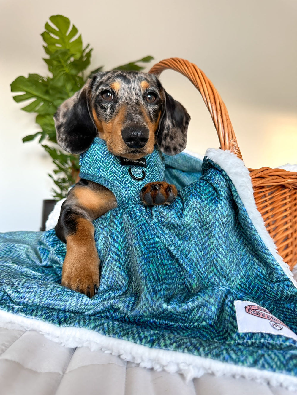 Dog Blanket - Country Teal
