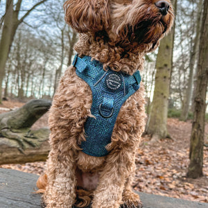 Tough Trails™ Harness - Country Teal
