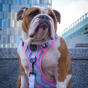 Lead - PPB Pastel Swirl