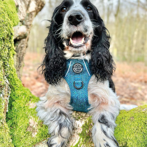 Tough Trails™ Harness - Country Teal