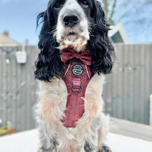Bow Tie - Country Burgundy