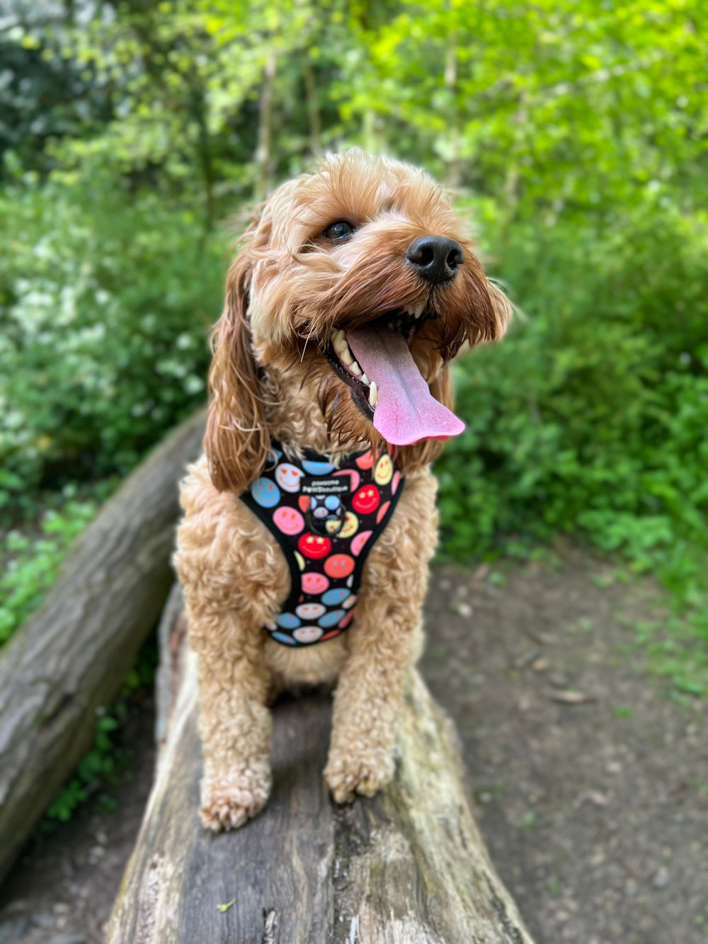 Adjustable Harness – Be Happy - Charity Collection