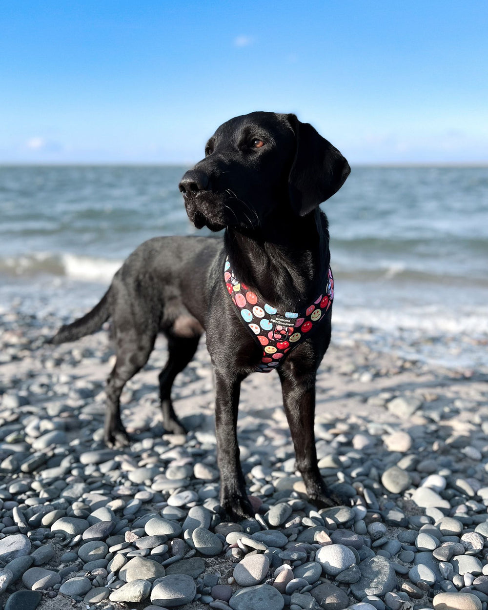 Adjustable Harness – Be Happy - Charity Collection