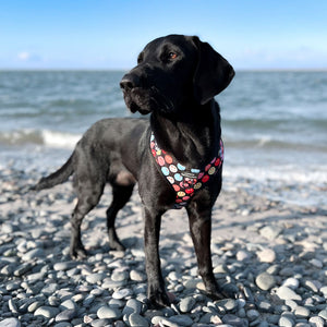 Adjustable Harness – Be Happy - Charity Collection