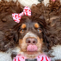 Bow Tie - Chilli Dog