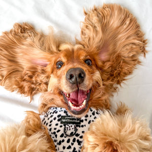 Adjustable Harness – Perdita