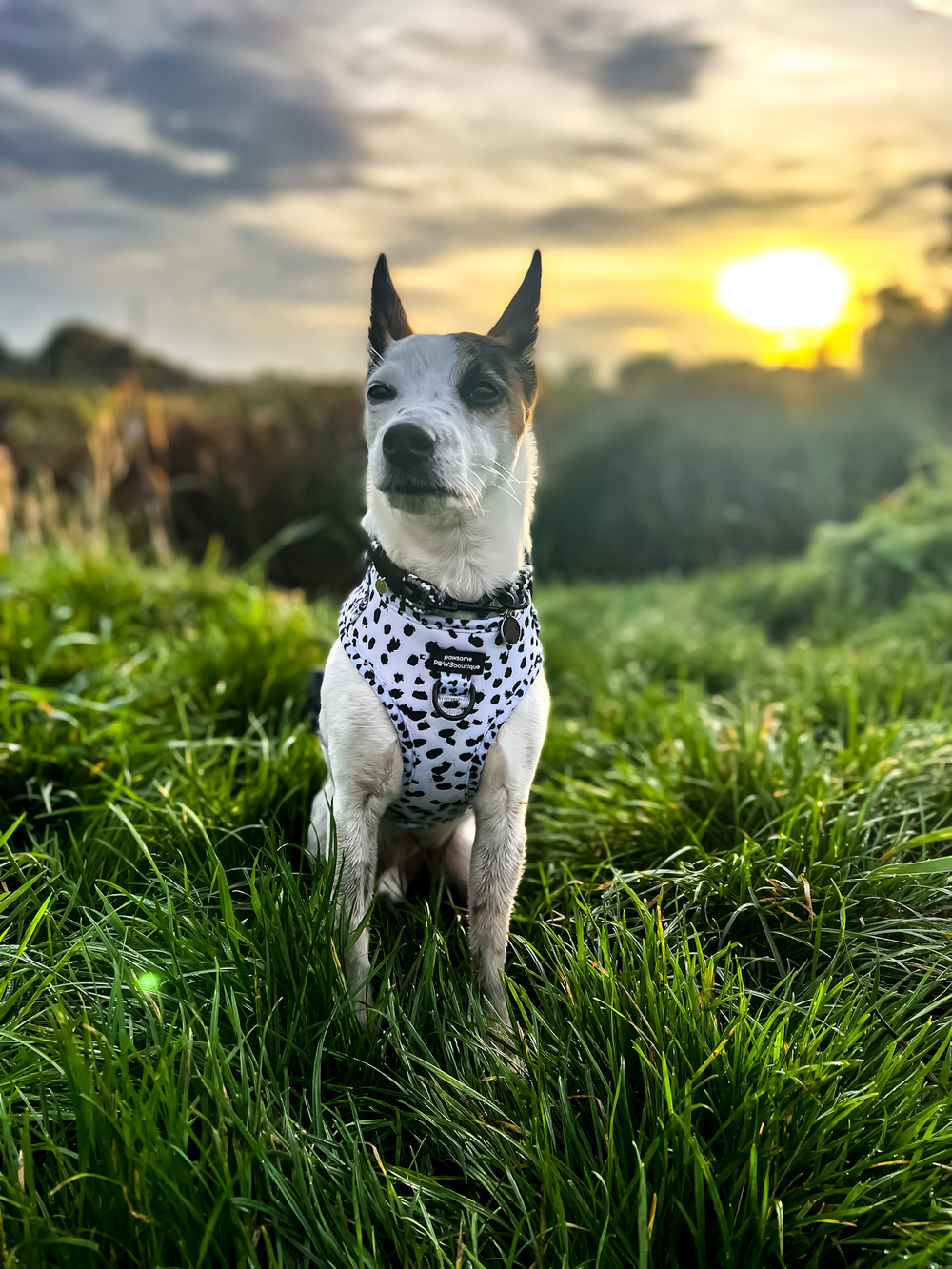 Adjustable Harness – Perdita