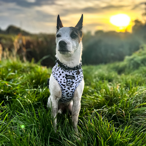 Adjustable Harness – Perdita