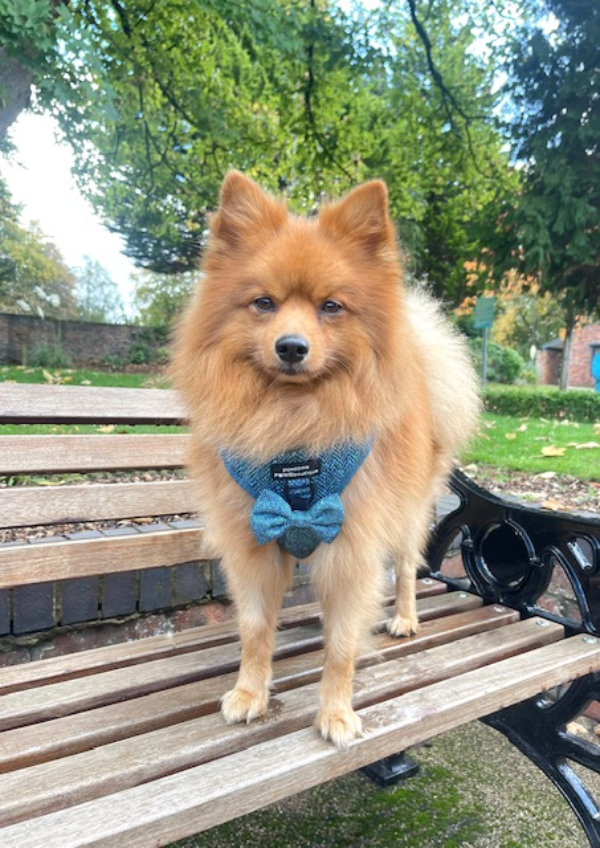Bow Tie - Country Teal
