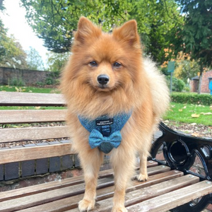 Bow Tie - Country Teal